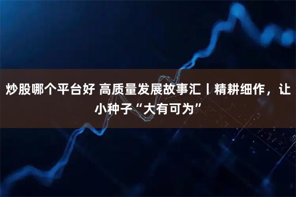 炒股哪个平台好 高质量发展故事汇丨精耕细作，让小种子“大有可为”